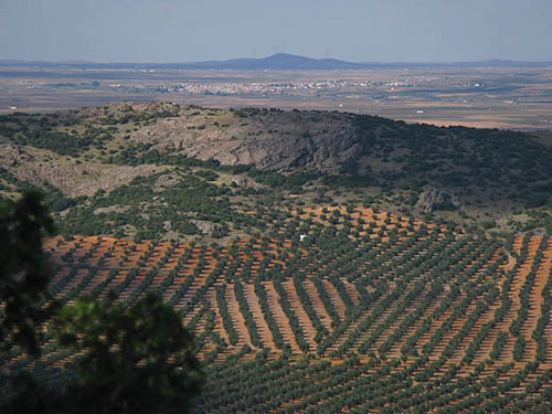 Siguiendo su trazado descenderemos suavemente y, en la grata compaña de la frondosa vegetación autóctona y en la contemplación del hermoso valle olivarero llegaremos, de regreso, a “La Copa”. 