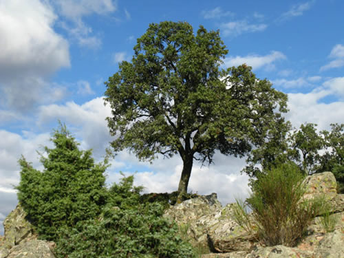 Aquí podemos, entre otras cosas, descansar o descender suavemente y, en la grata compaña de la frondosa vegetación autóctona y en la contemplación del hermoso valle olivarero llegaremos, de regreso, a “La Copa”.