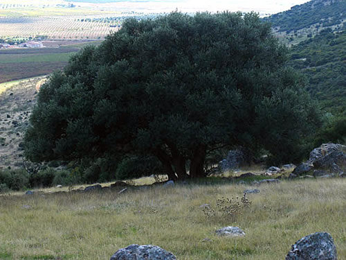 Aquí podemos, entre otras cosas, descansar, o contemplar la inmensa llanura manchega cuyos límites se pierden en el horizonte meridional.