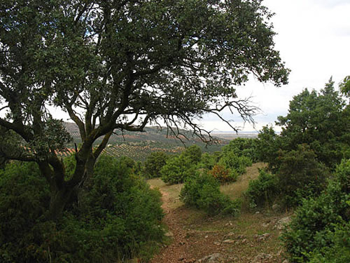 En la grata compaña de la frondosa vegetación autóctona y en la contemplación del hermoso valle olivarero llegaremos, de regreso, a “La Copa”.