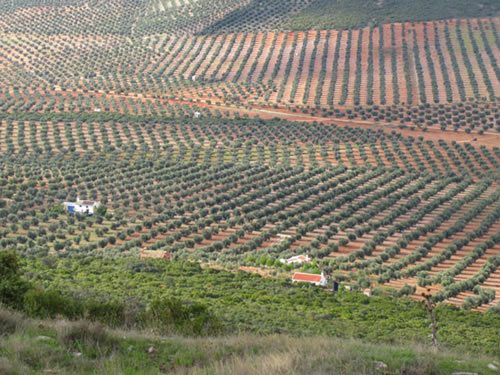 Aquí podemos, entre otras cosas, descansar, o contemplar la inmensa llanura manchega cuyos límites se pierden en el horizonte meridional.